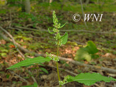 Bitter Dock (Rumex obtusifolius)